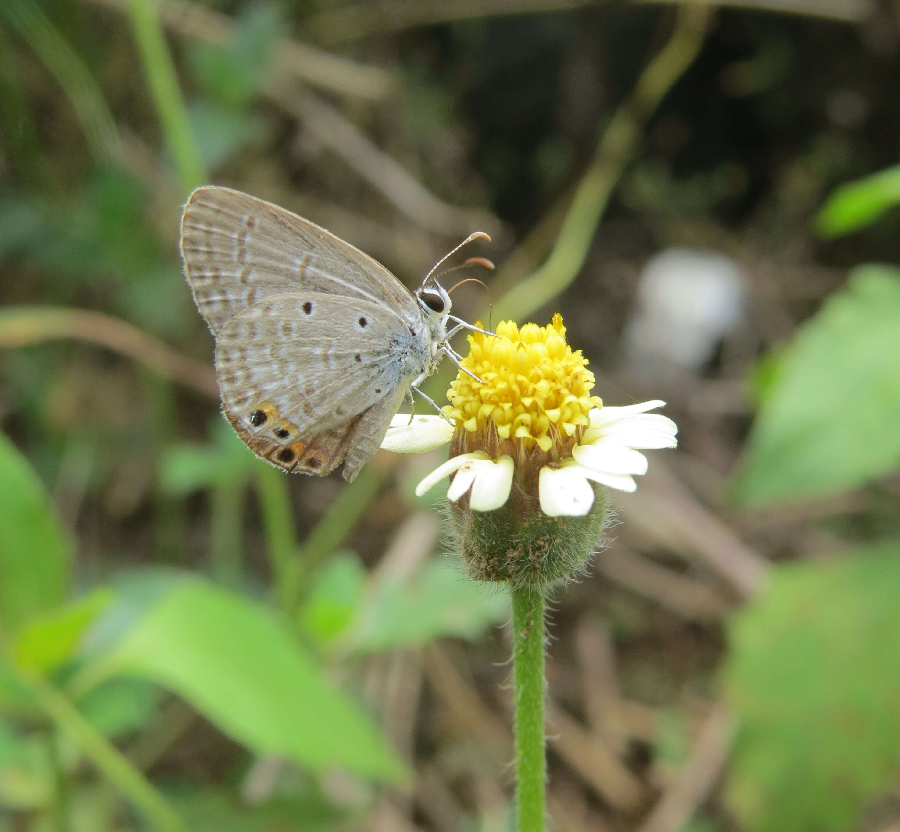 صورة Euchrysops cnejus (Fabricius 1798)