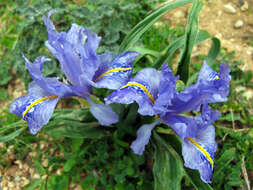 Imagem de Iris planifolia (Mill.) T. Durand & Schinz