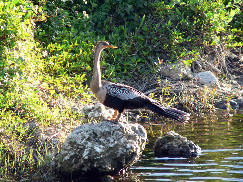 Image de Anhingidae