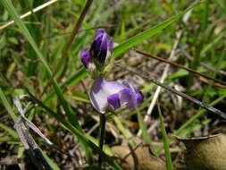 Glycine tabacina (Labill.) Benth. resmi