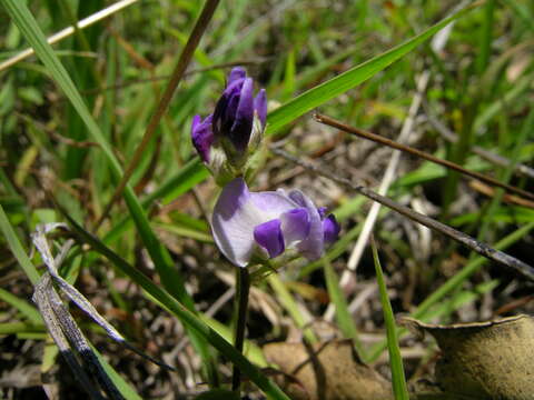 Image of glycine