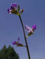 Glycine tabacina (Labill.) Benth. resmi