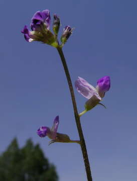 Image of glycine