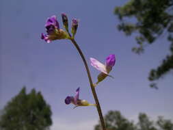 Glycine tabacina (Labill.) Benth. resmi