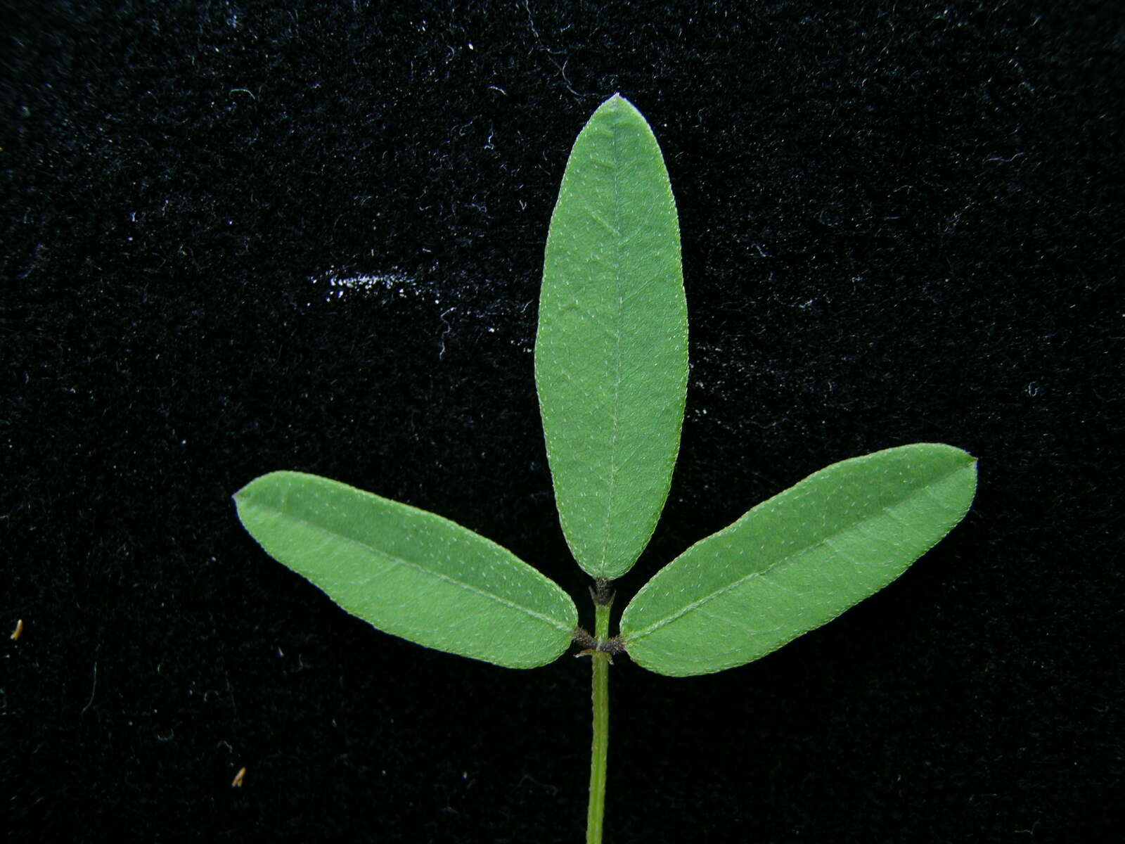 Glycine tabacina (Labill.) Benth. resmi