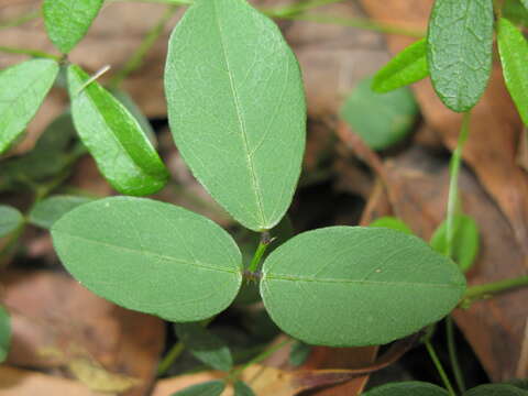 Glycine tabacina (Labill.) Benth. resmi