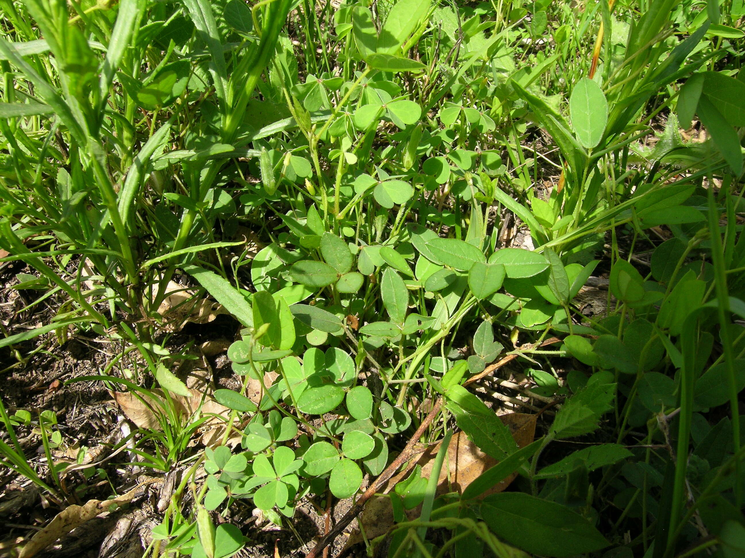 Glycine tabacina (Labill.) Benth. resmi