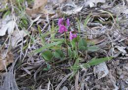 Glycine tabacina (Labill.) Benth. resmi