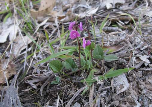 Image of glycine