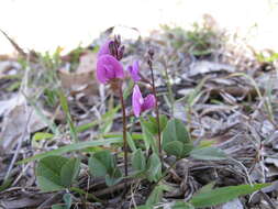 Glycine tabacina (Labill.) Benth. resmi