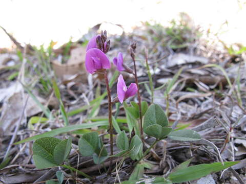 Image of glycine