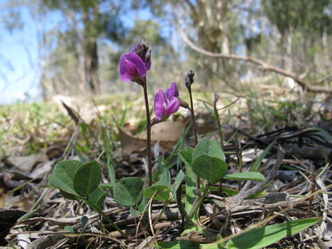 Image of glycine