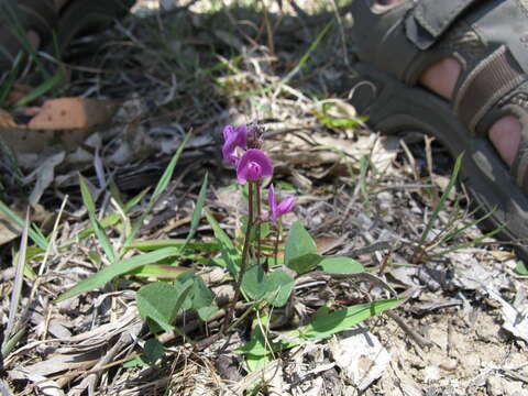 Image of glycine