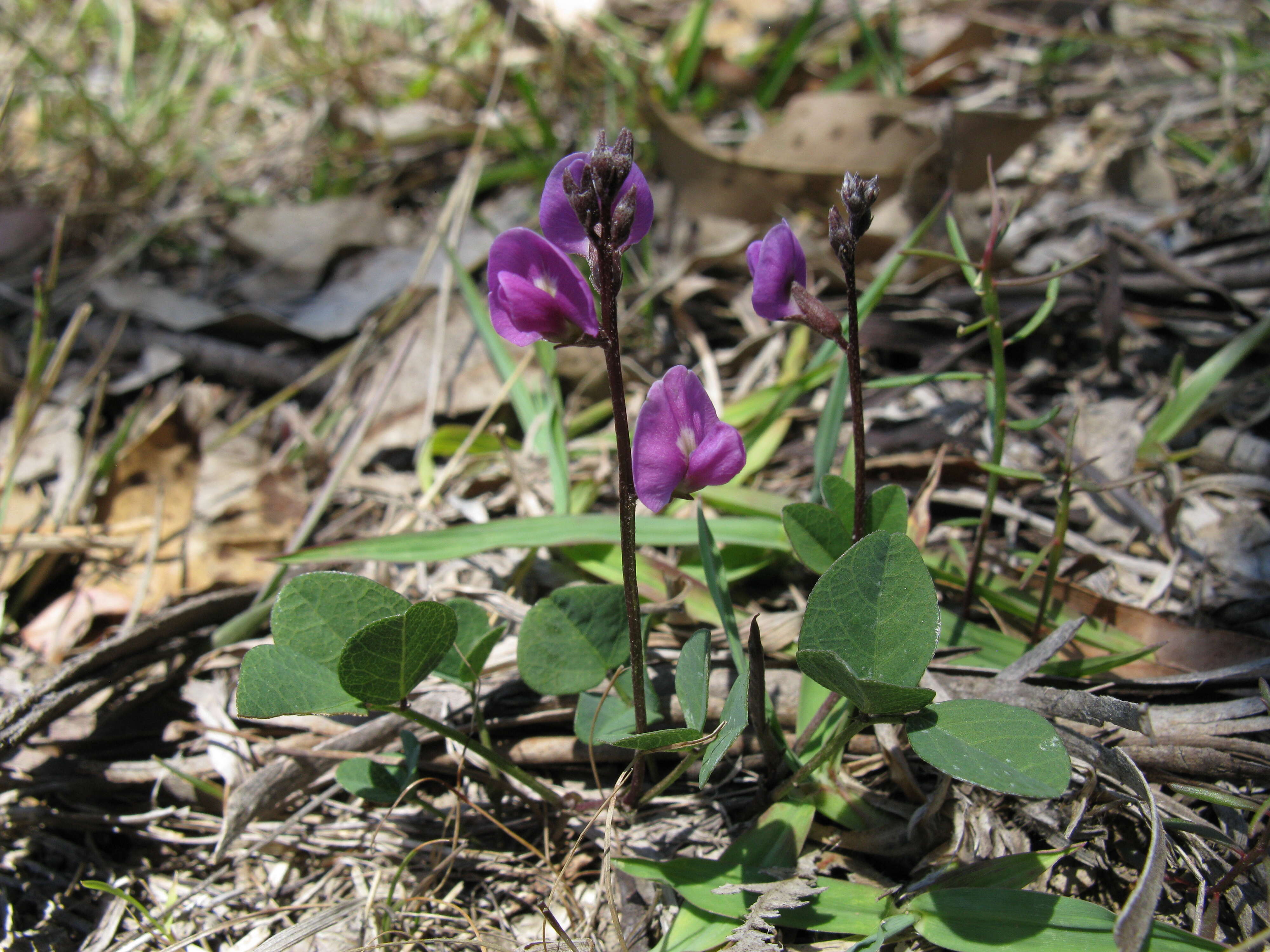 Glycine tabacina (Labill.) Benth. resmi