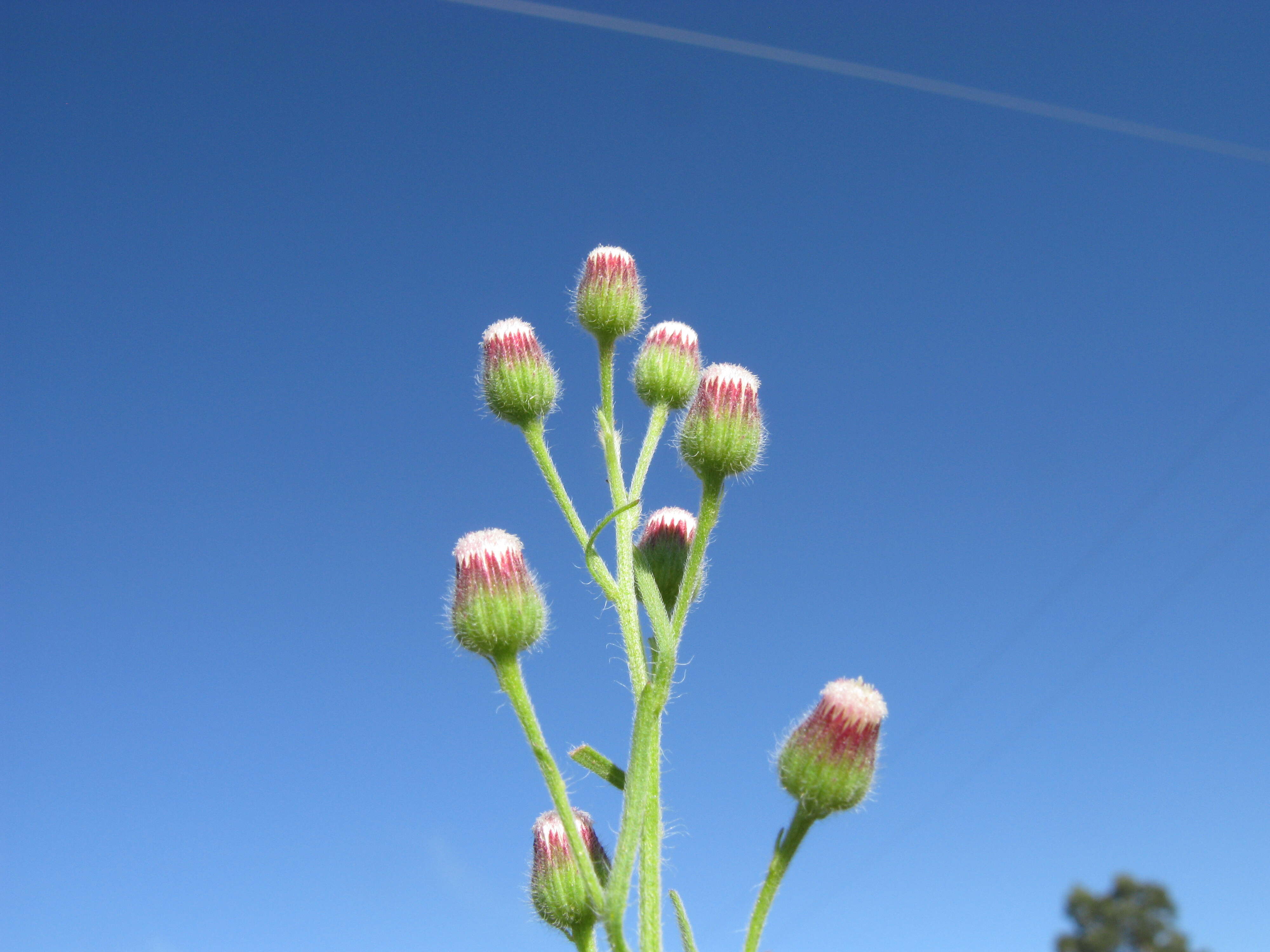 Image of asthmaweed