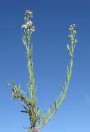 Image of asthmaweed