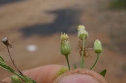 Imagem de Erigeron sumatrensis Retz.