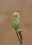 Imagem de Erigeron sumatrensis Retz.