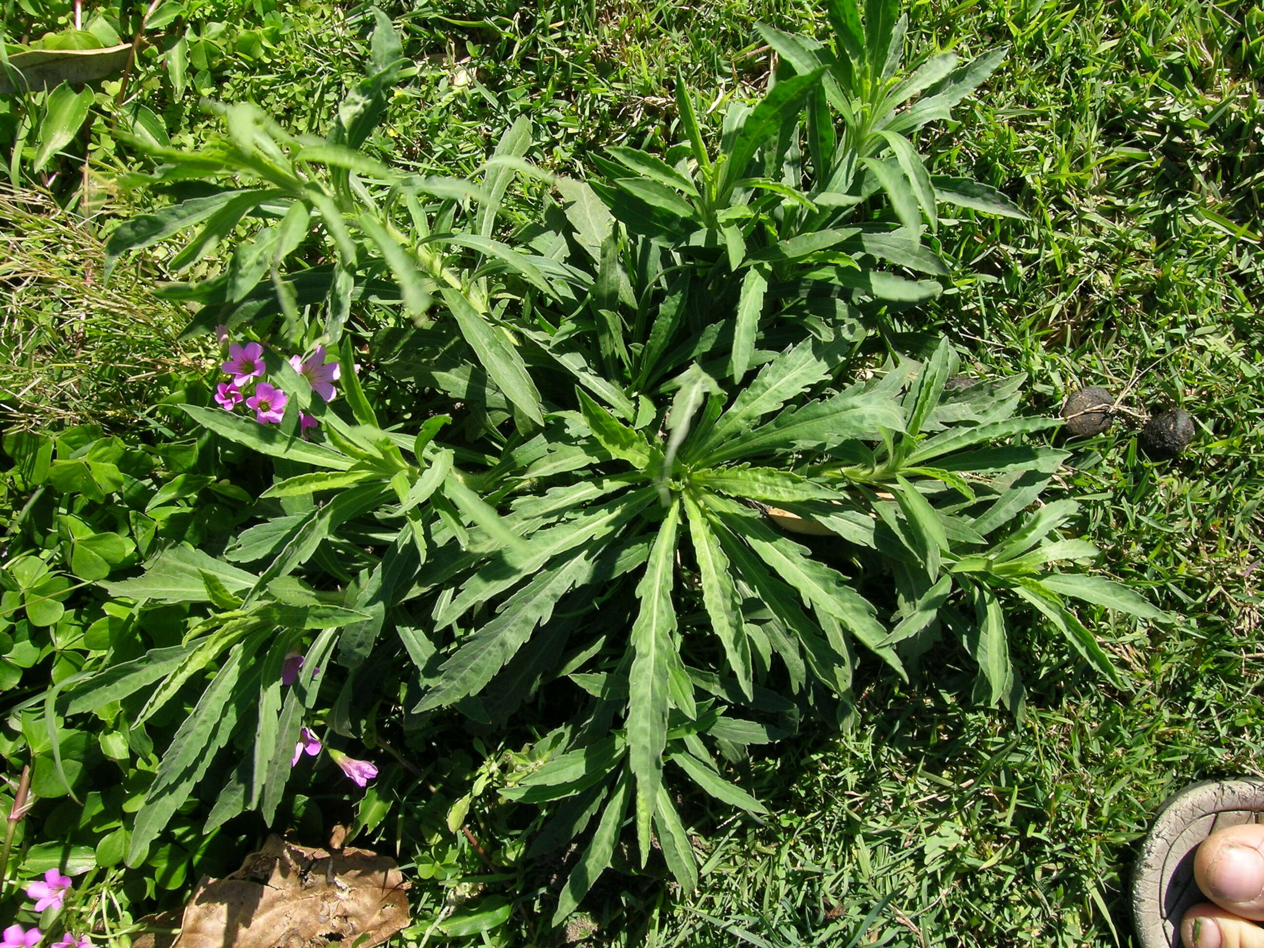 Imagem de Erigeron sumatrensis Retz.