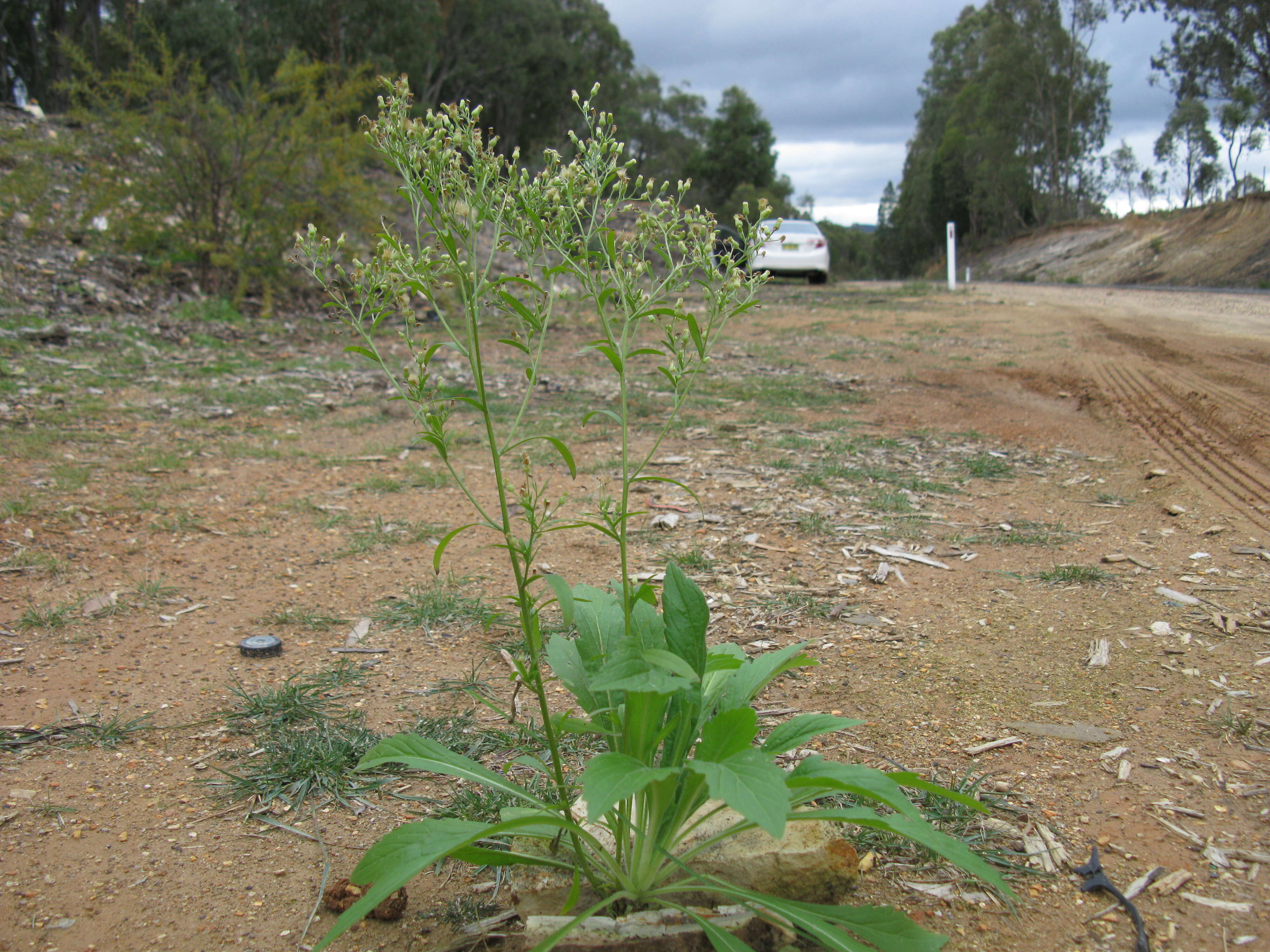 Imagem de Erigeron sumatrensis Retz.