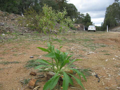 Imagem de Erigeron sumatrensis Retz.