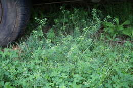 Image of marsh parsley