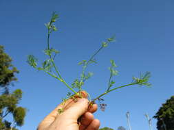 Image of marsh parsley