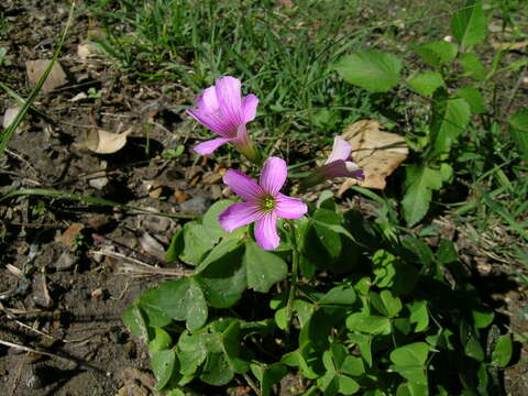 Image of pink woodsorrel