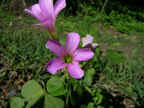 Image of pink woodsorrel