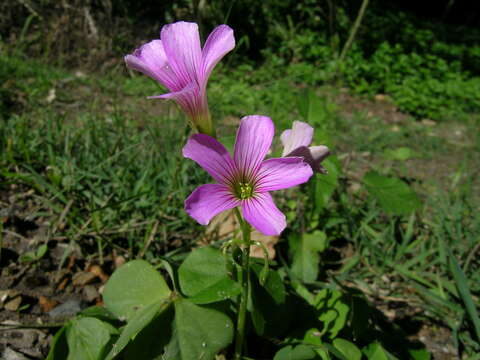 Image of pink woodsorrel