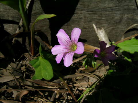 Image of pink woodsorrel