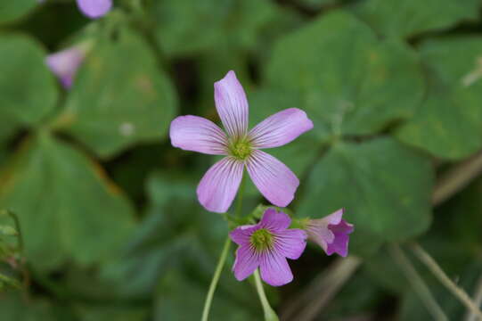 Image of pink woodsorrel