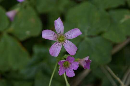 Image of pink woodsorrel