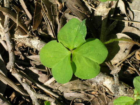 Image of pink woodsorrel