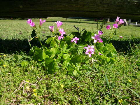 Image of pink woodsorrel