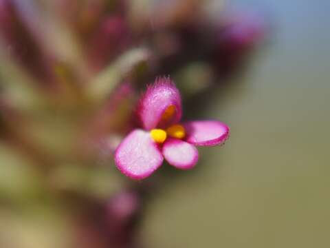 Imagem de Parentucellia latifolia (L.) Caruel