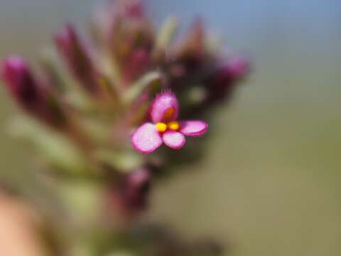 Imagem de Parentucellia latifolia (L.) Caruel