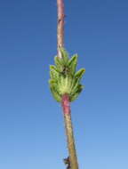 Image of broadleaf glandweed