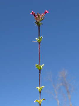 Imagem de Parentucellia latifolia (L.) Caruel