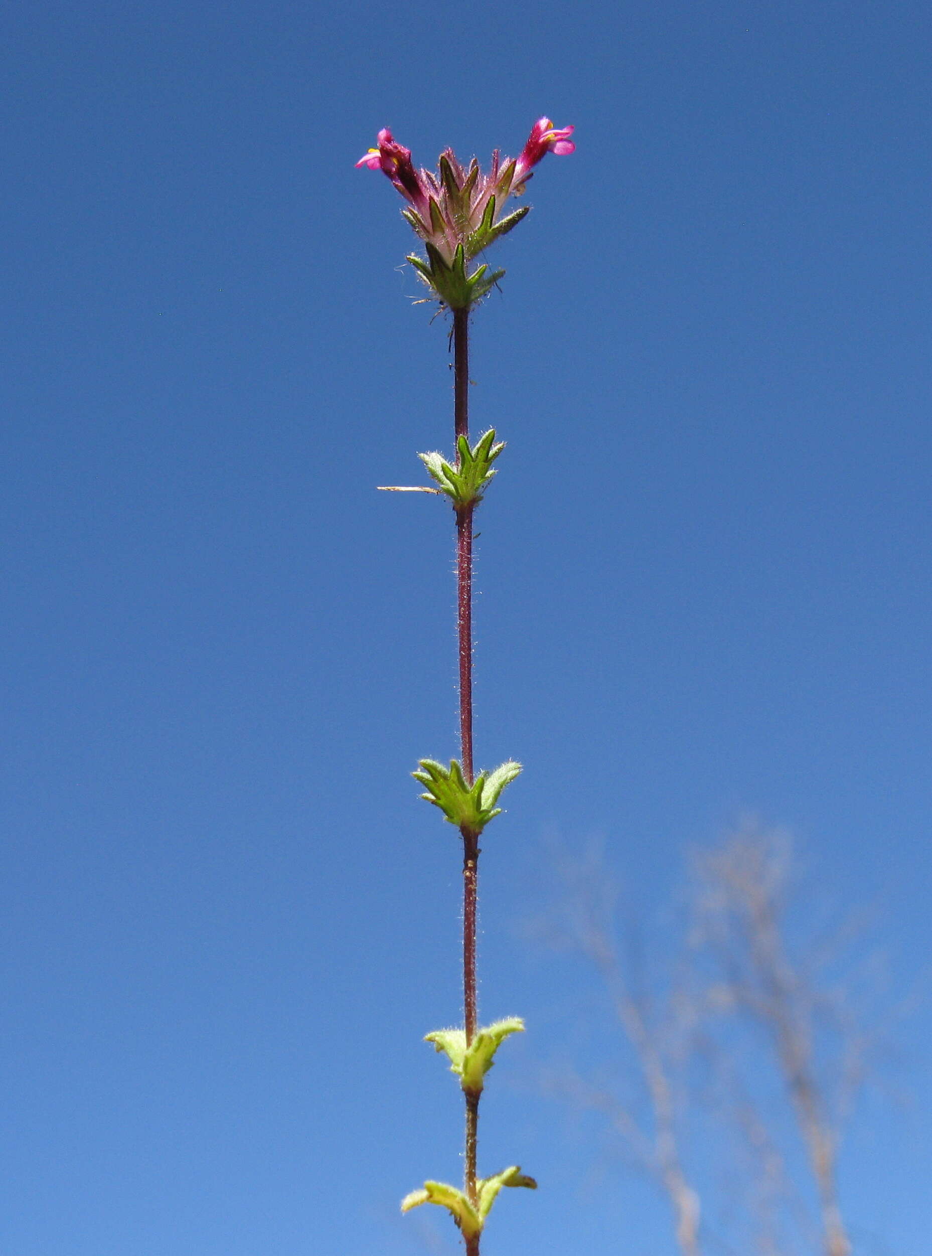 Imagem de Parentucellia latifolia (L.) Caruel