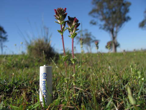 Imagem de Parentucellia latifolia (L.) Caruel