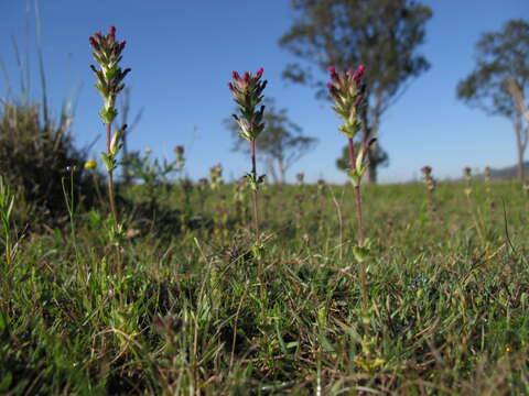 Imagem de Parentucellia latifolia (L.) Caruel