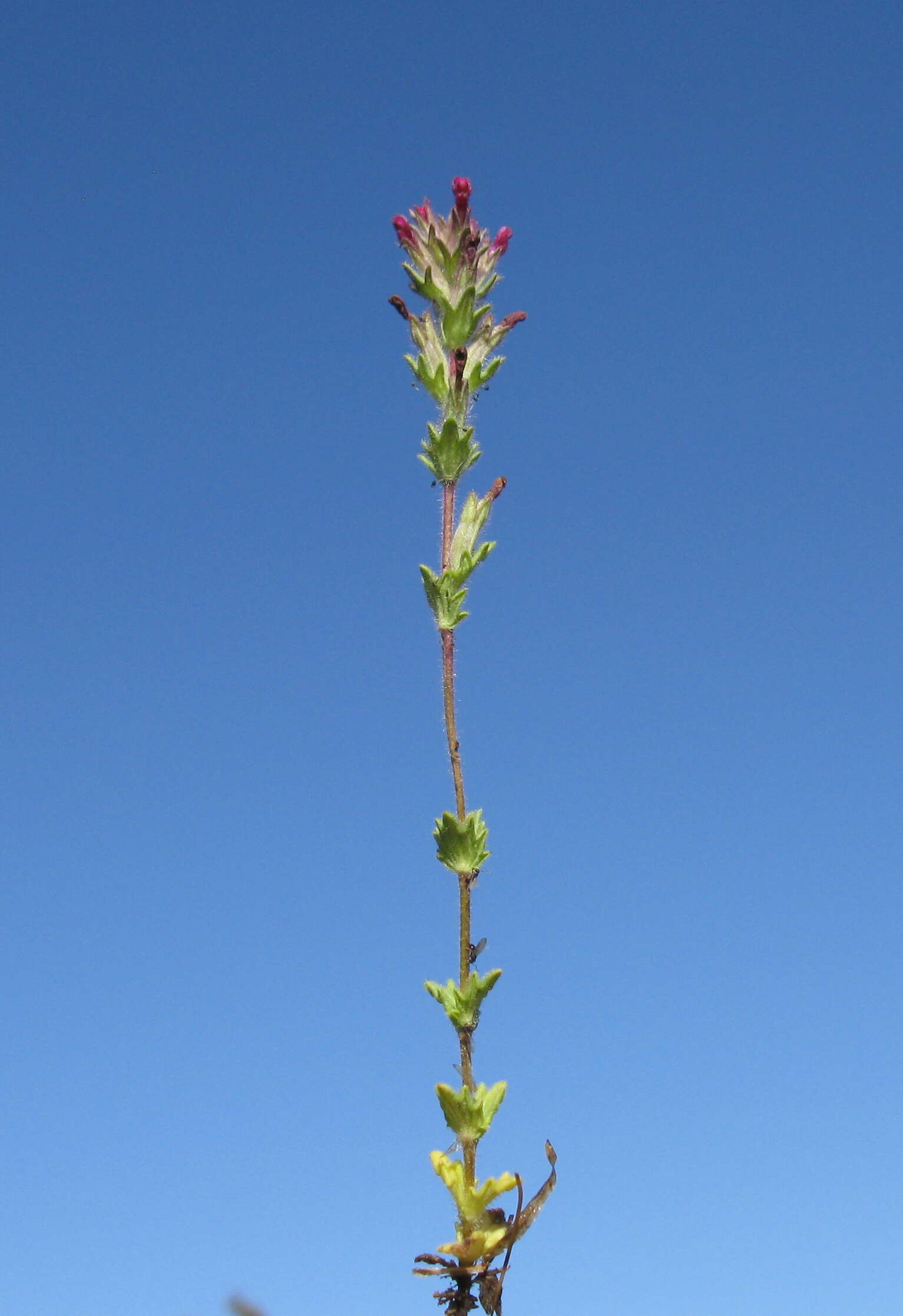 Image of broadleaf glandweed