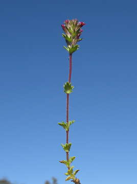 Imagem de Parentucellia latifolia (L.) Caruel