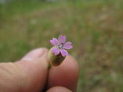 Image of hairypink