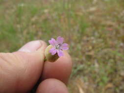 Image of hairypink