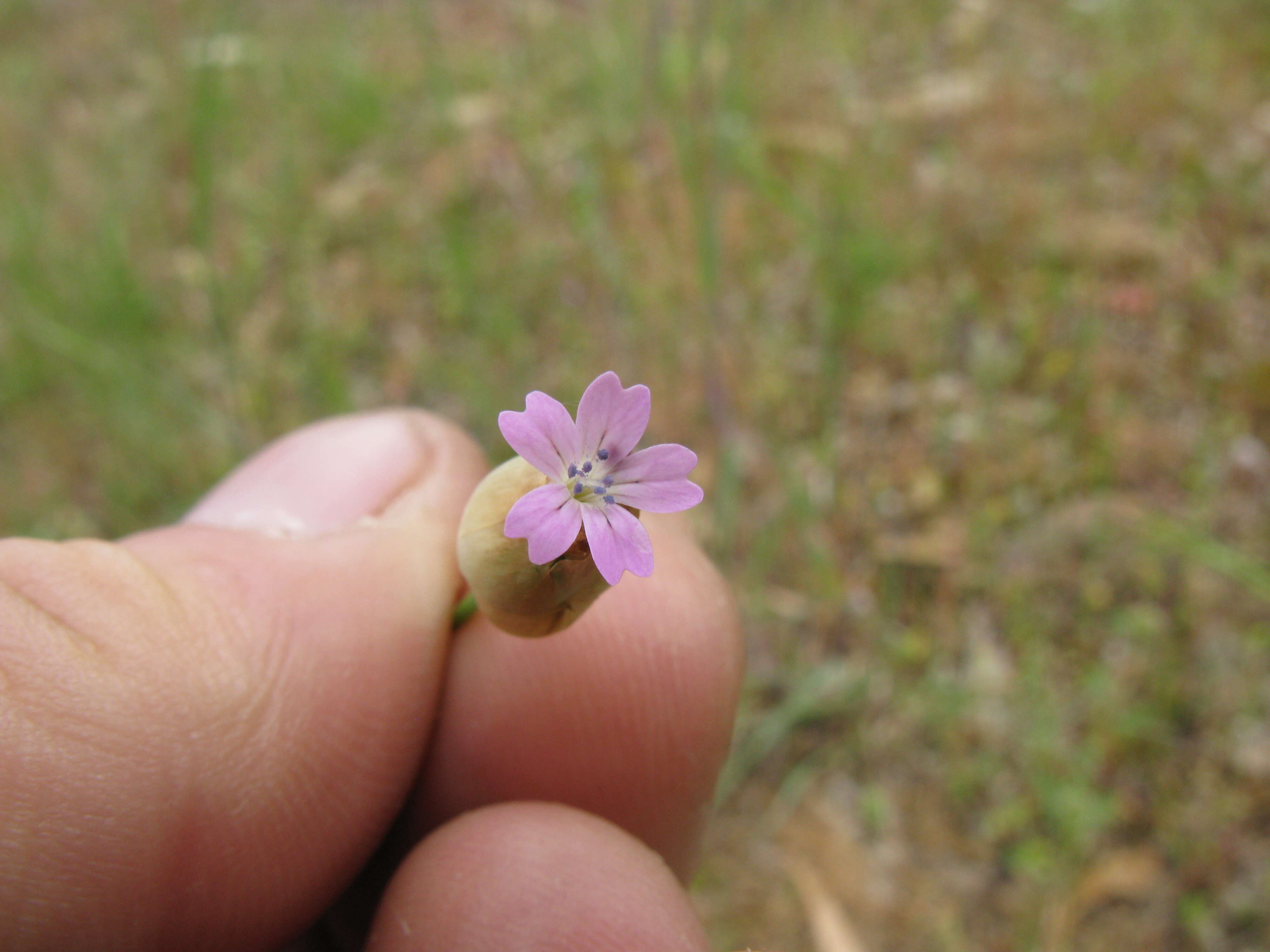 Image of hairypink