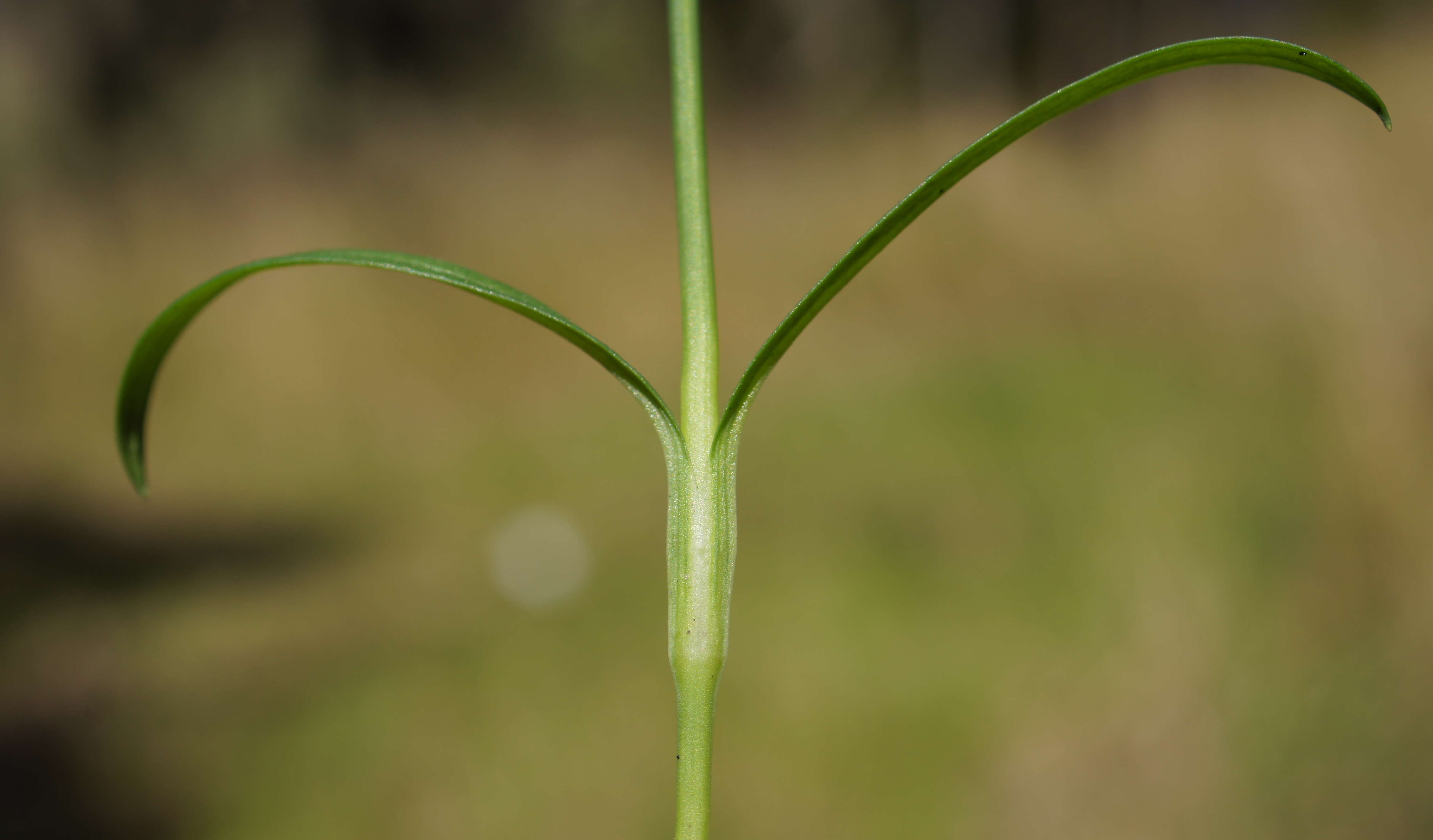 Image of hairypink