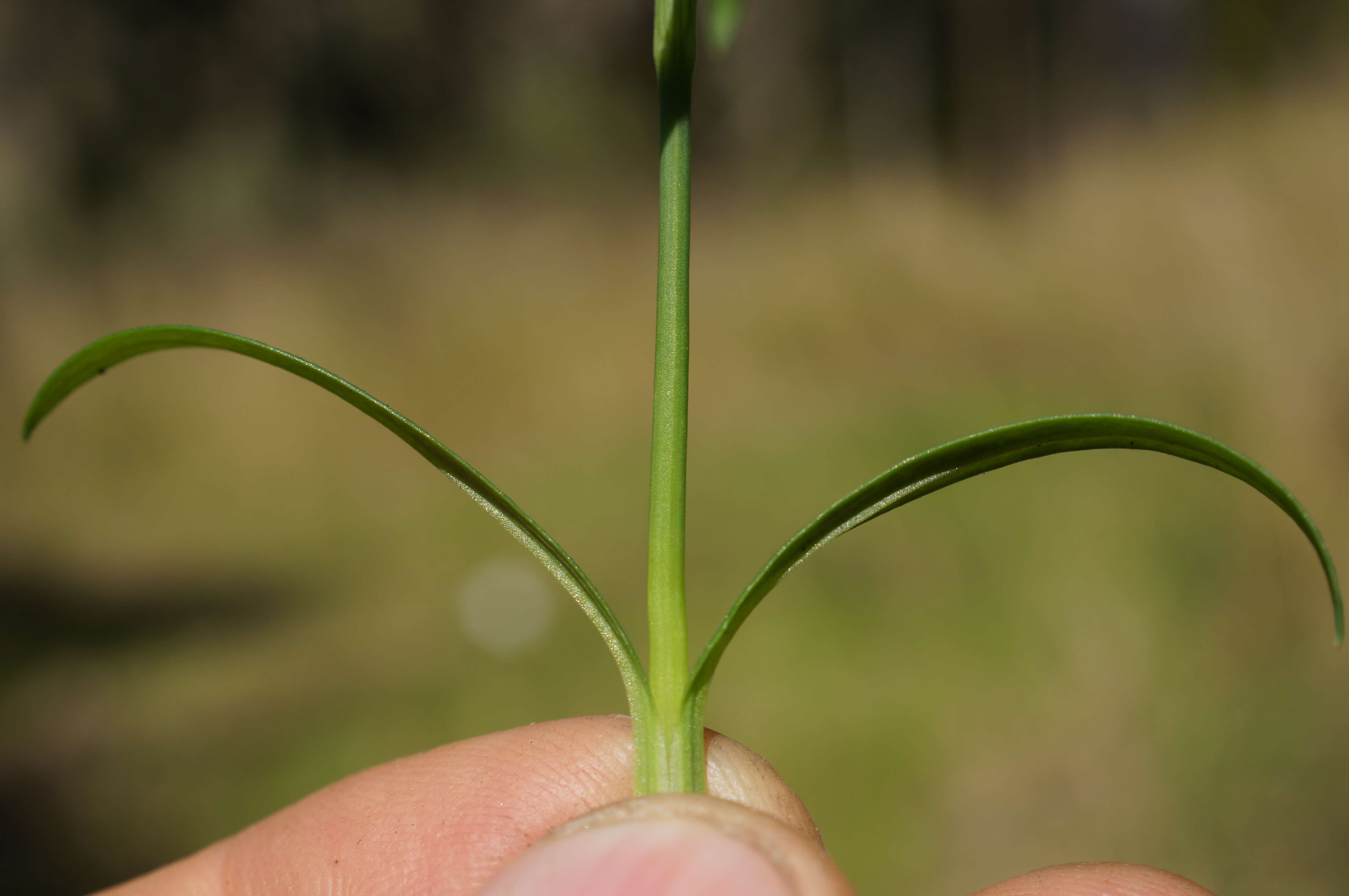 Image of hairypink