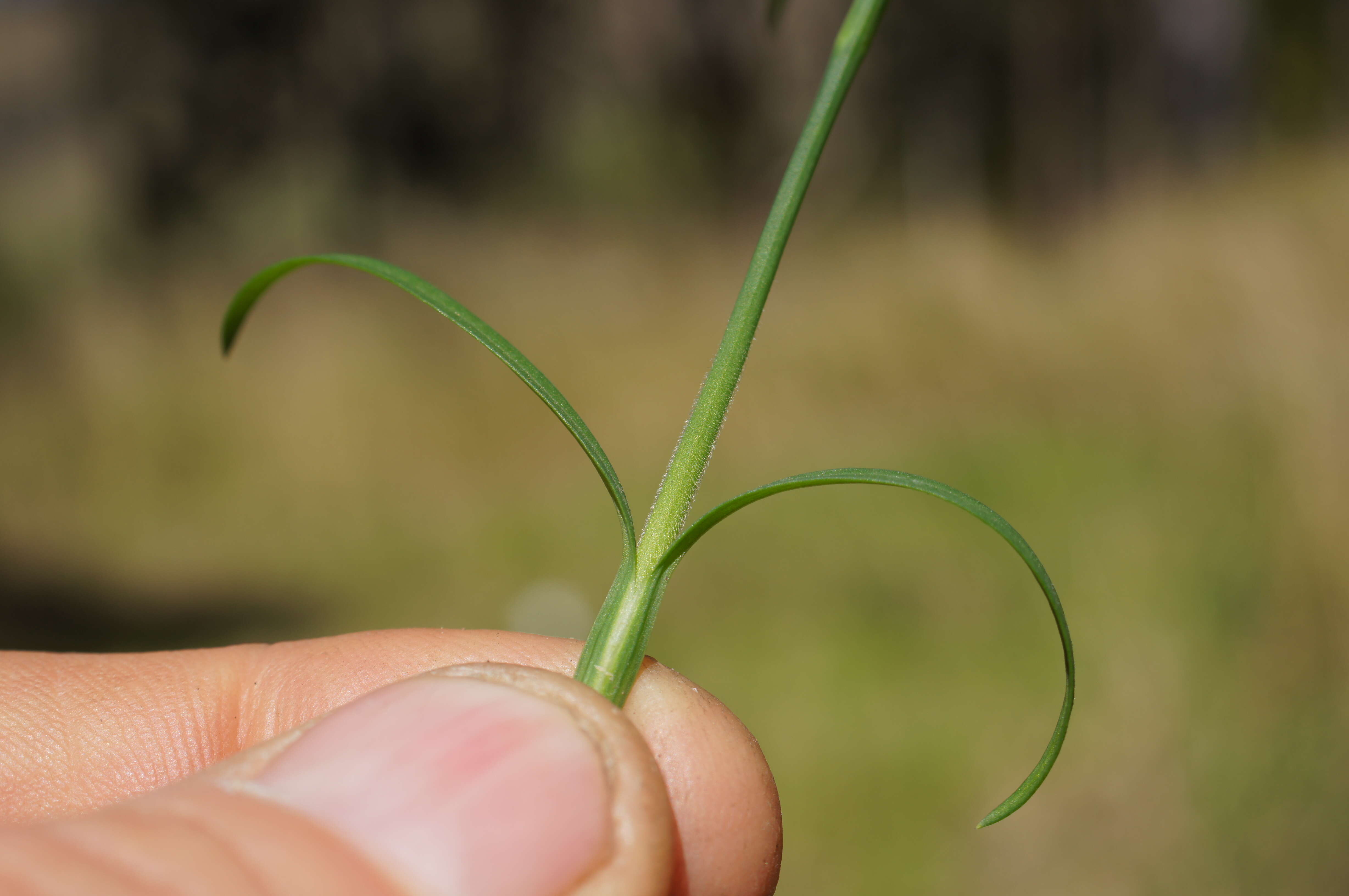 Image of hairypink